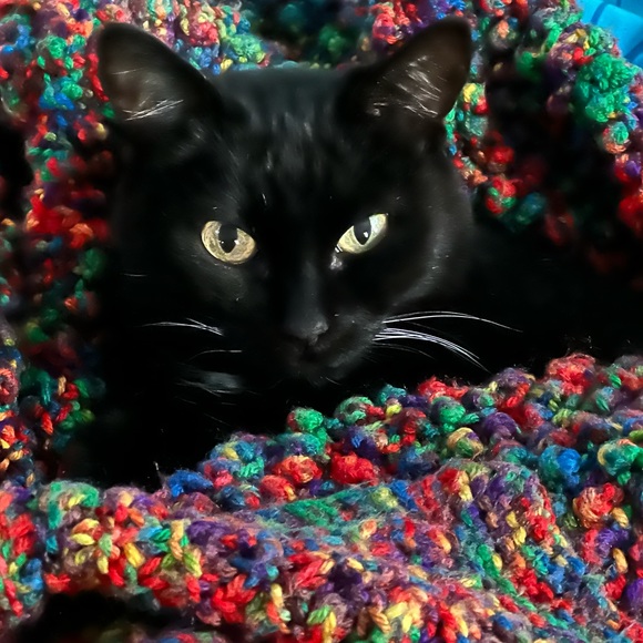 Meet your Posher, Lori - Picture 3 of 10